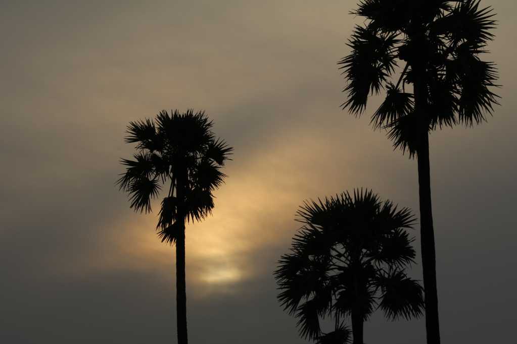 朝阳棕榈树剪影图片