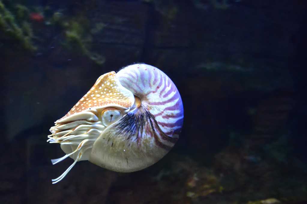 海中的鹦鹉螺图片