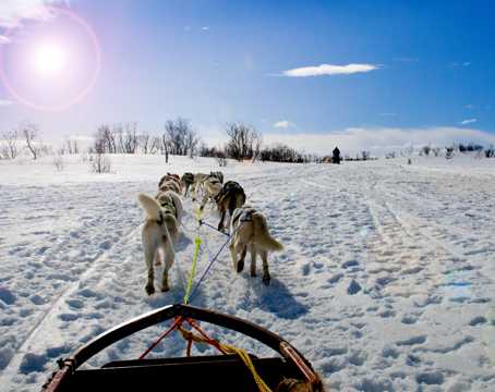 冬天的雪橇犬图片