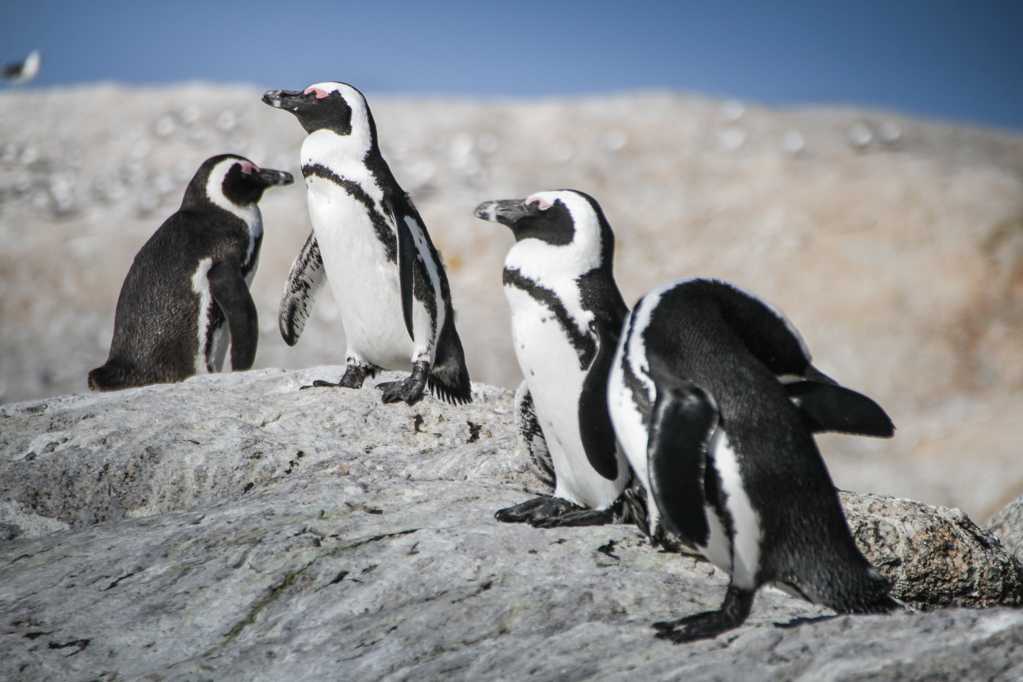 可人南极企鹅高清图片