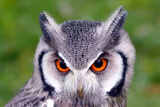 眼神犀利的猫头鹰图片