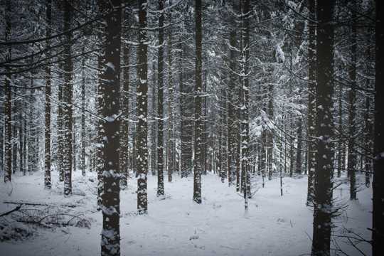 冷冬森林雪景图片