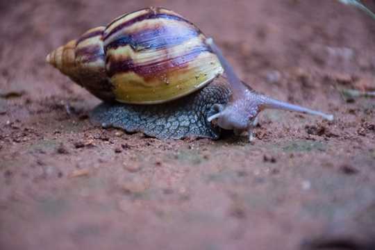 爬行中的蜗牛拍摄图片