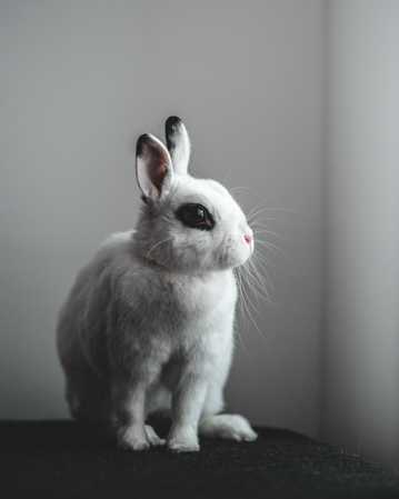 可人萌宠白兔子图片