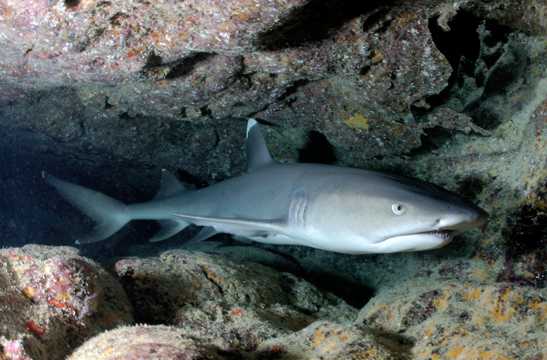 白鳍礁鲨鱼图片