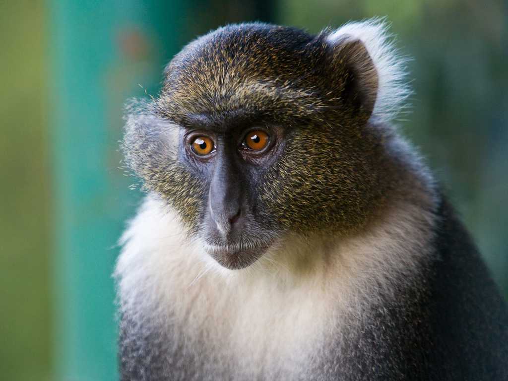 长尾猴头部图片