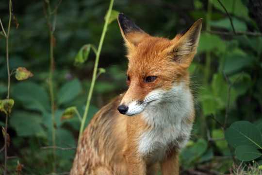 野外的小狐狸图片
