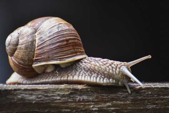 爬行的软体蜗牛
