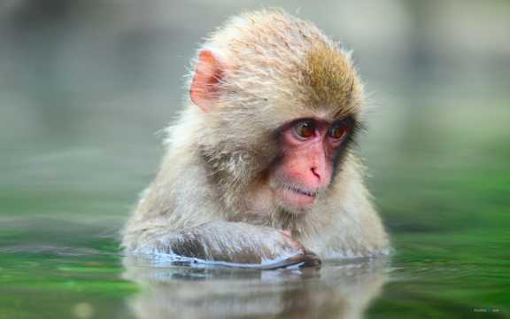 河水中露出脑袋的猴子图片