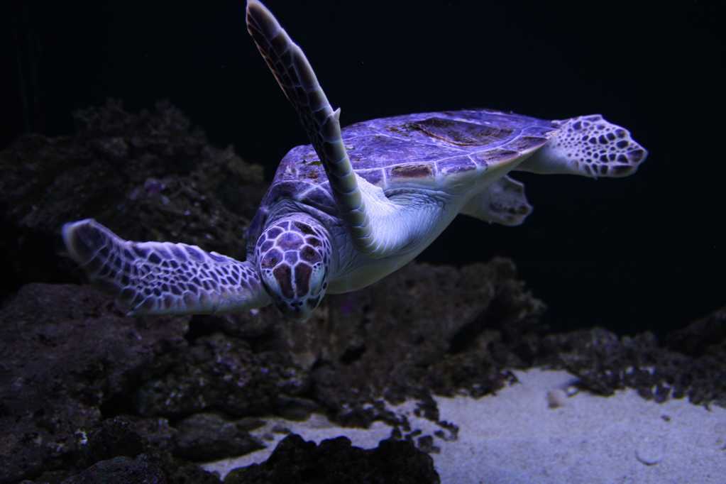 海底奋力游泳的海龟
