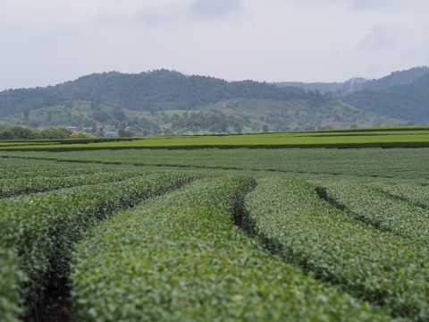 绿色茶园景致图片