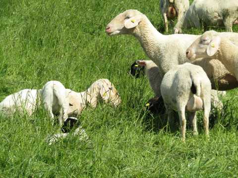 牧场上吃草的绵羊
