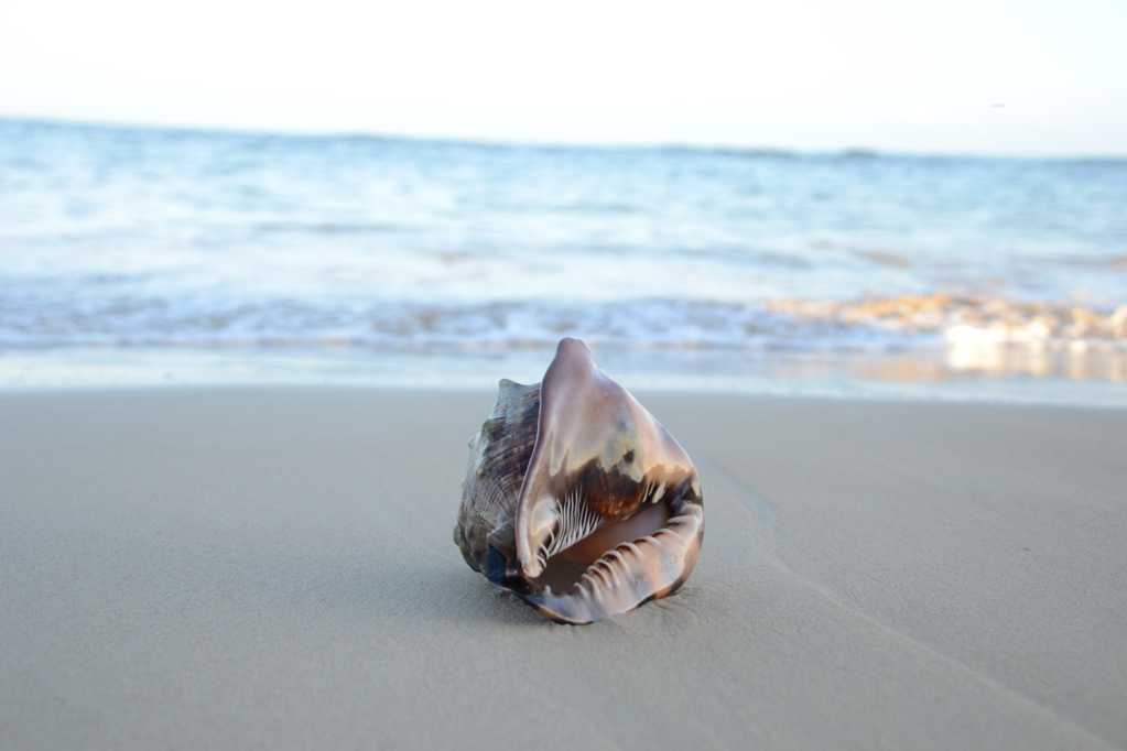 海滩上的一只海螺