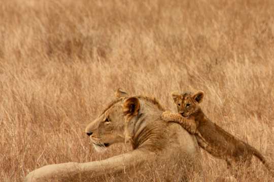 南非草地上的母狮子和幼狮图片