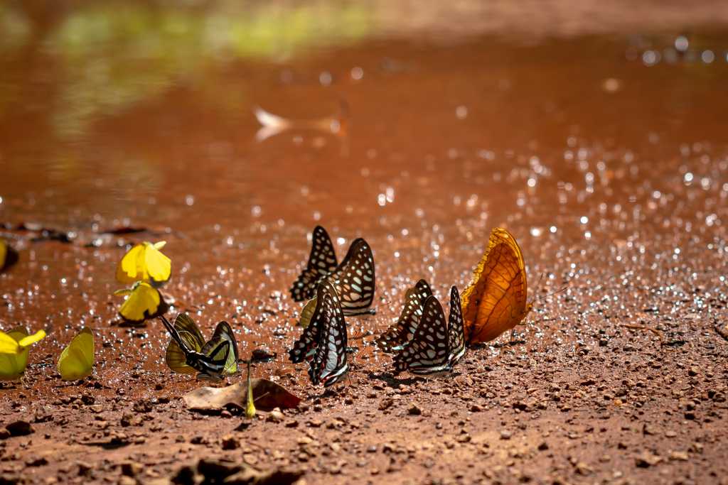 微距照相的蝴蝶图片