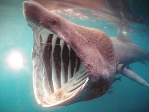 凶猛的大鲨鱼图片