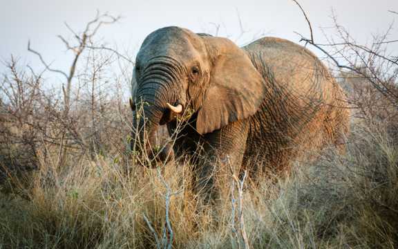 非洲草坪上漫步的大象图片