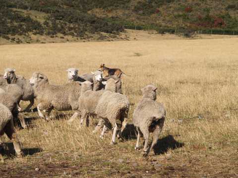 牧场可人的绵羊图片