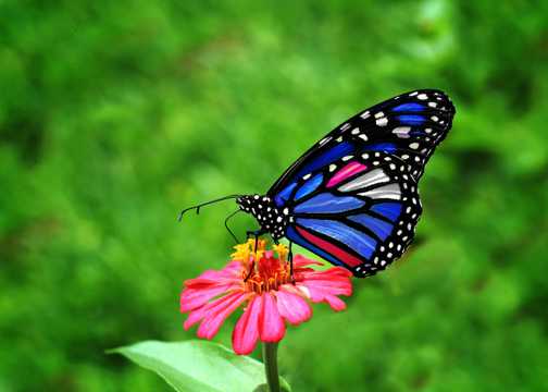 花朵上的彩色蝴蝶图片