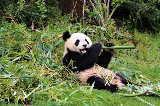 动物园的大熊猫图片