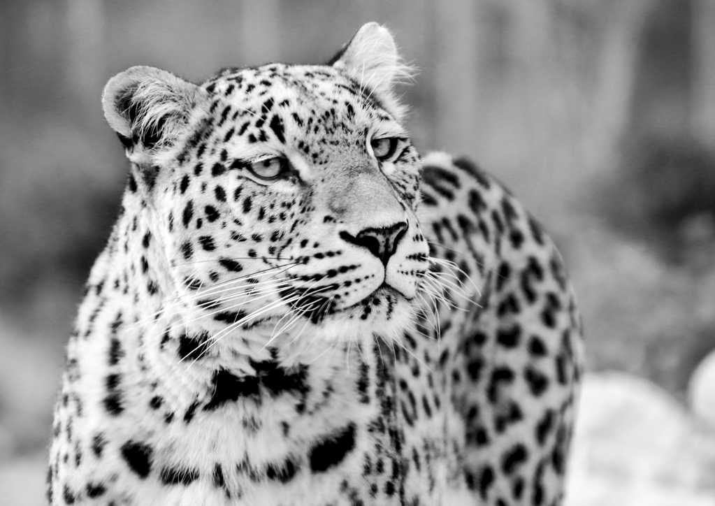 黑白的豹子图片