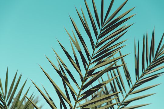蓝色背景下的棕榈树