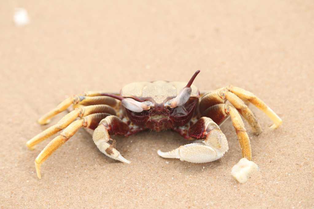 沙地上的螃蟹图片