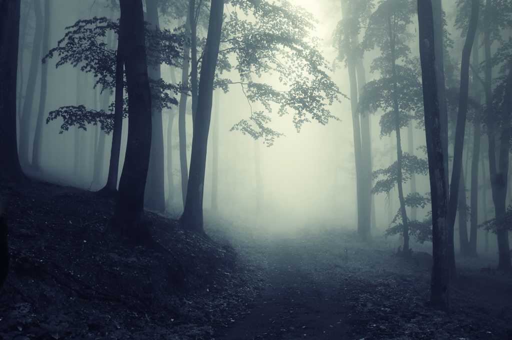 树林雾霾图片