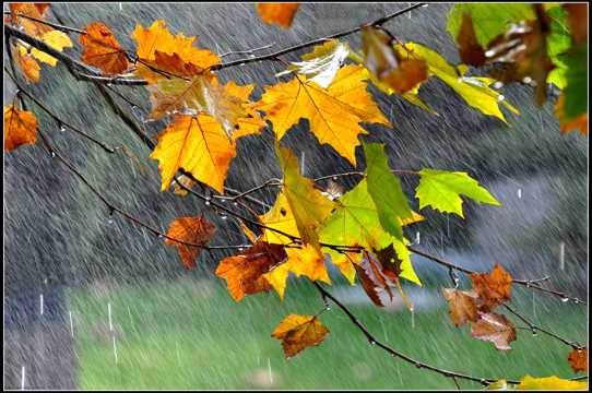 秋季的雨