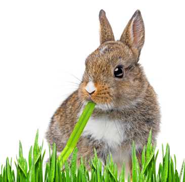 吃草的兔子图片