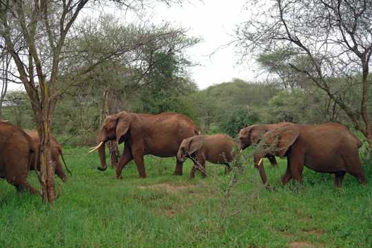 丛林里的大象群图片