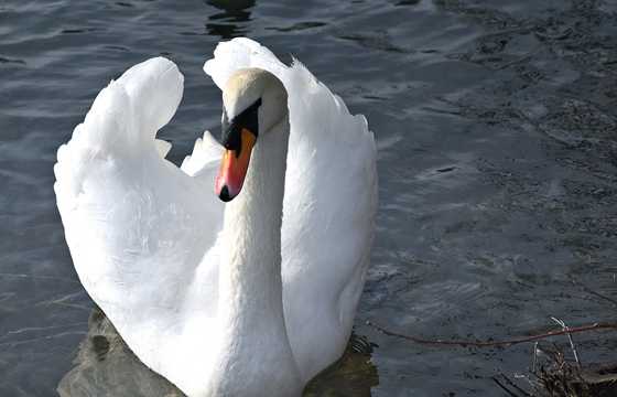 湖中浮水的白天鹅
