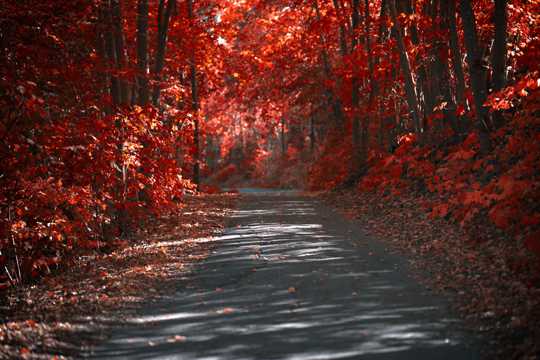 秋日红色森林风光图片