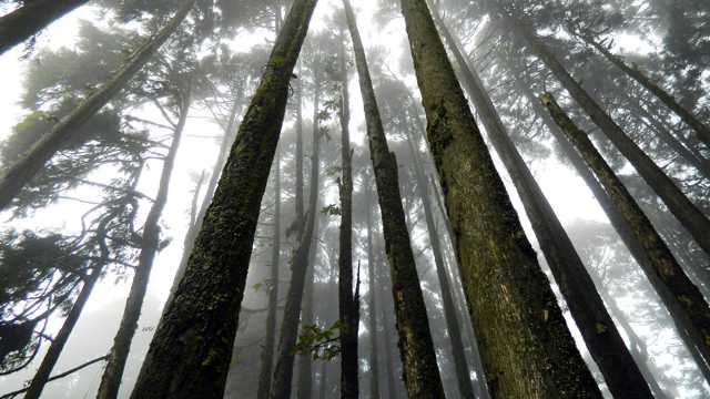 山野森林树木图片