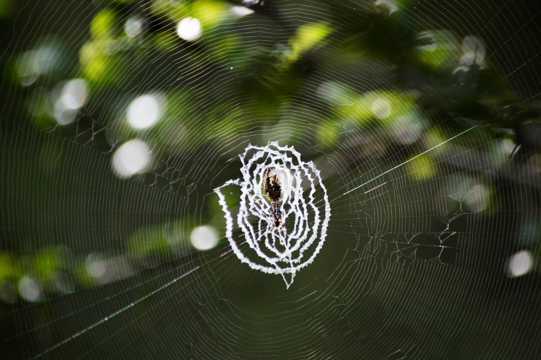 蜘蛛吐织网图片
