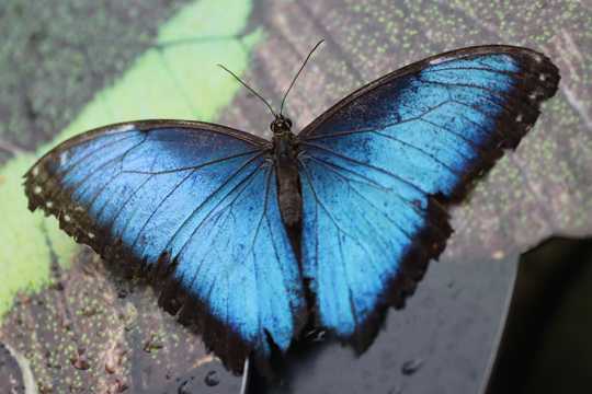 一只美丽的蓝蝴蝶图片