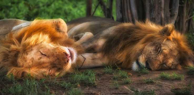 睡着的狮子图片