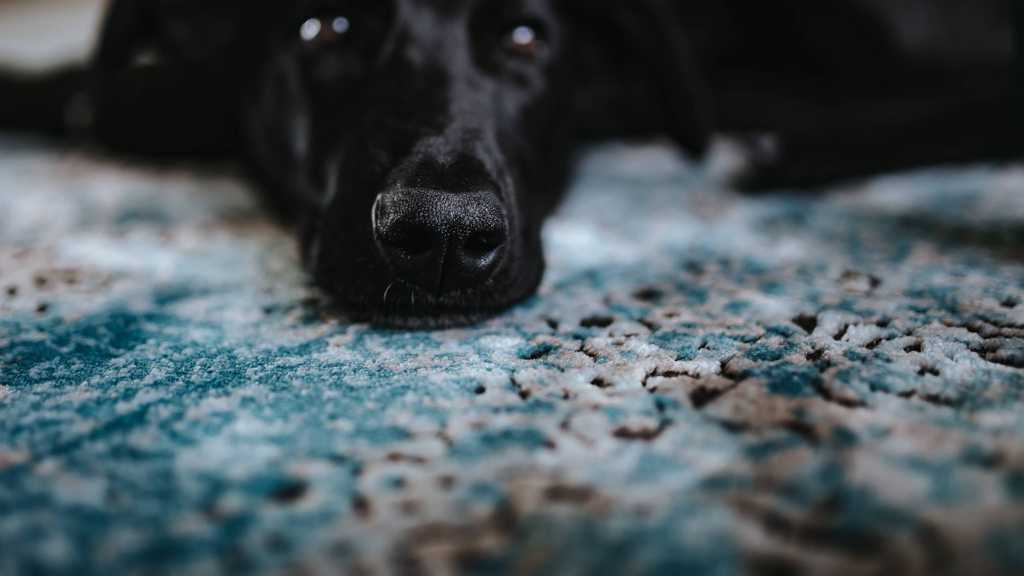 一只黑色拉布拉多猎犬图片