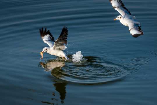 在水面上觅食的海鸥图片