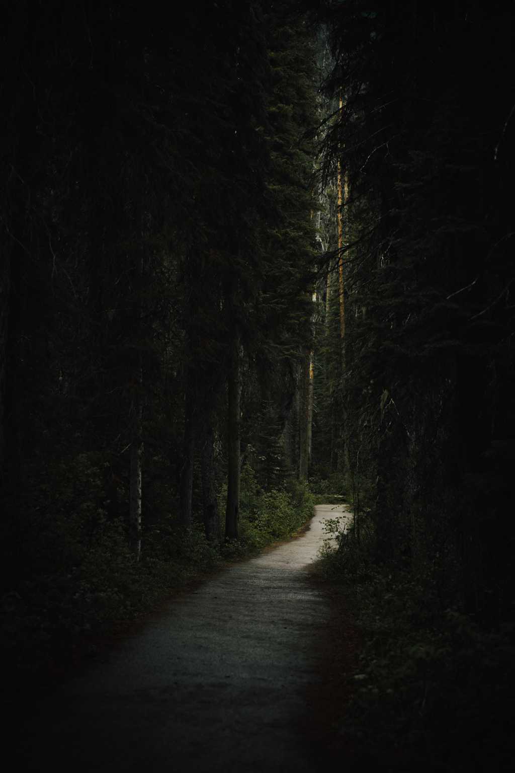 静谧的林间小路图片