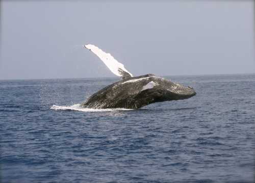 跃出水面的鲸鱼图片