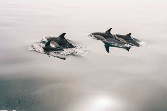 浮出水面的海豚图片