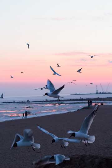 海滩上海鸥翱游图片