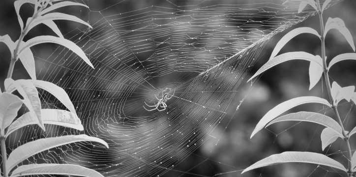 蜘蛛织网黑白图片