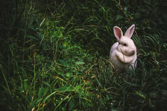 草丛里的小白兔