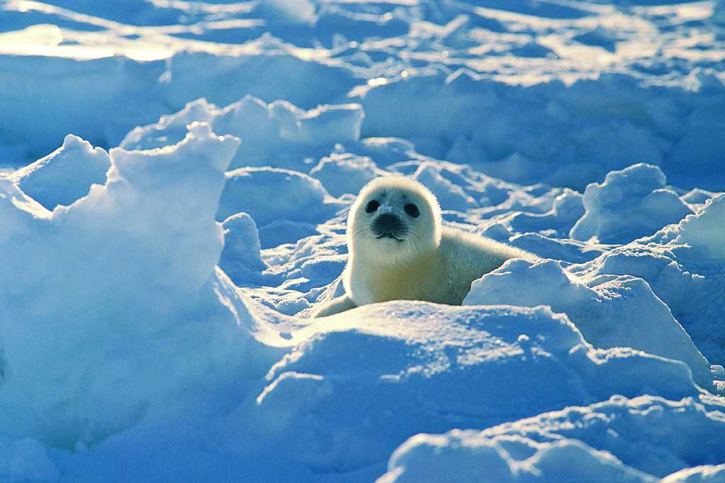 冰天雪地里的可人海豹图片