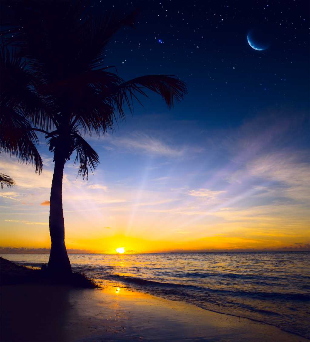 沙滩椰树景色图片