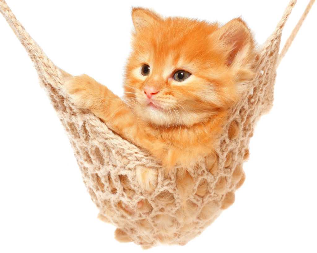 乖巧小猫吊绳床玩耍图片