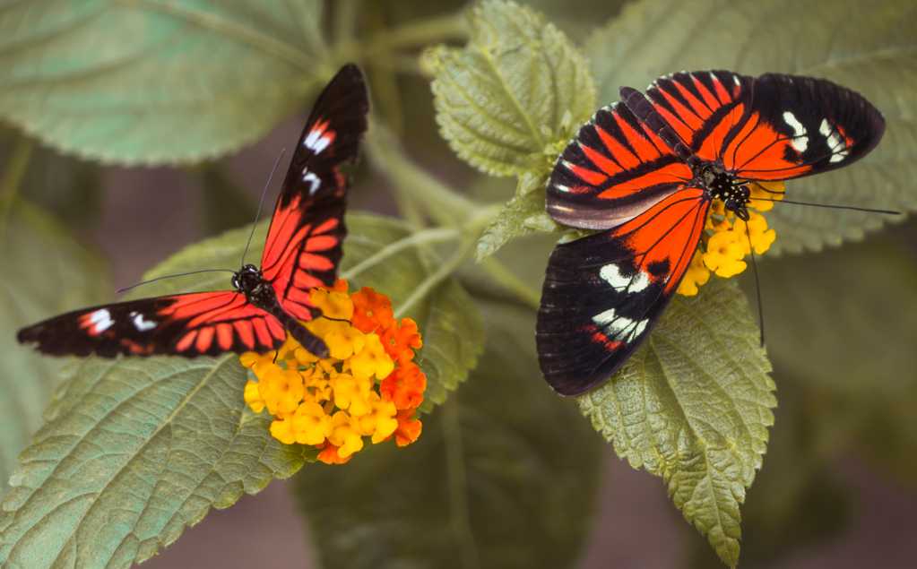 两只美丽的蝴蝶