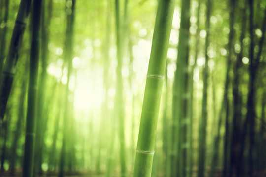 竹林景象图片